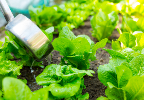 Biopesticides Help Reduce Harmful Chemicals in Our Diet