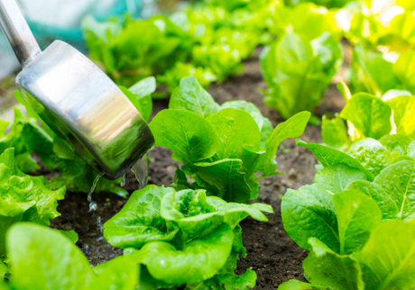 Biopesticides Help Reduce Harmful Chemicals in Our Diet