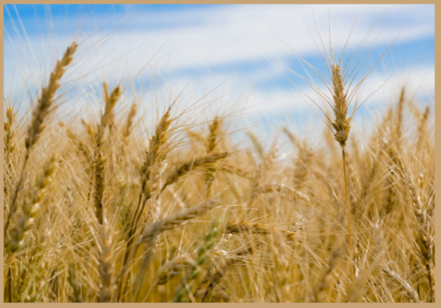 Canada plans for global food crisis as Russia-Ukraine war rages on