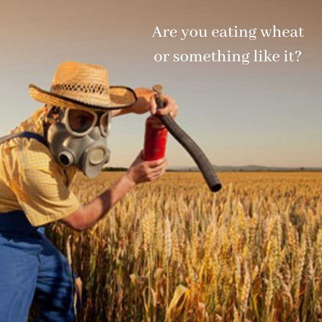 Wheat Vs. Real Wheat